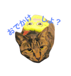 キジ猫ふーちゃんの独り言（個別スタンプ：1）