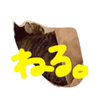 キジ猫ふーちゃんの独り言（個別スタンプ：2）