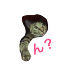 キジ猫ふーちゃんの独り言（個別スタンプ：3）