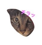 キジ猫ふーちゃんの独り言（個別スタンプ：4）