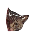 キジ猫ふーちゃんの独り言（個別スタンプ：5）