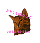 キジ猫ふーちゃんの独り言（個別スタンプ：6）