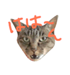 キジ猫ふーちゃんの独り言（個別スタンプ：7）