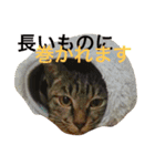 キジ猫ふーちゃんの独り言（個別スタンプ：8）