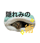 キジ猫ふーちゃんの独り言（個別スタンプ：11）