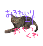 キジ猫ふーちゃんの独り言（個別スタンプ：12）
