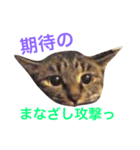 キジ猫ふーちゃんの独り言（個別スタンプ：15）