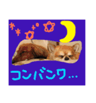 使える！うむぎあくの生活（個別スタンプ：15）