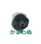 まるちゃんスタンプ #2（個別スタンプ：5）