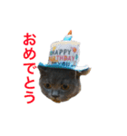 まるちゃんスタンプ #2（個別スタンプ：9）
