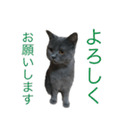 まるちゃんスタンプ #2（個別スタンプ：12）