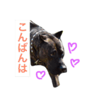 レイラちゃんの日常（個別スタンプ：26）