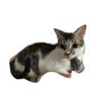 zhai cat（個別スタンプ：1）