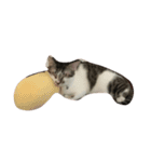 zhai cat（個別スタンプ：2）