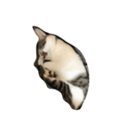 zhai cat（個別スタンプ：4）