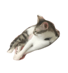zhai cat（個別スタンプ：5）