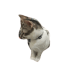 zhai cat（個別スタンプ：6）