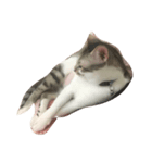 zhai cat（個別スタンプ：8）