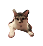 zhai cat（個別スタンプ：9）