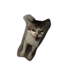 zhai cat（個別スタンプ：10）