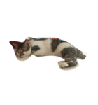 zhai cat（個別スタンプ：11）