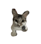 zhai cat（個別スタンプ：12）