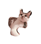 zhai cat（個別スタンプ：13）