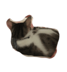 zhai cat（個別スタンプ：14）
