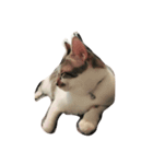 zhai cat（個別スタンプ：15）