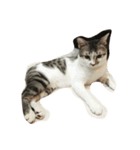 zhai cat（個別スタンプ：16）