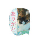 tanaka's dog（個別スタンプ：3）