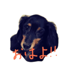 tanaka's dog（個別スタンプ：6）