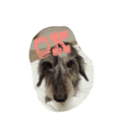 Mydog＆friends（個別スタンプ：1）