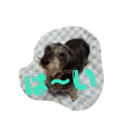 Mydog＆friends（個別スタンプ：2）