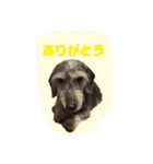 Mydog＆friends（個別スタンプ：4）