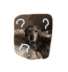 Mydog＆friends（個別スタンプ：6）