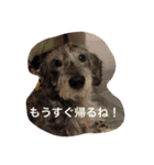 Mydog＆friends（個別スタンプ：8）