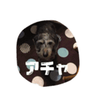 Mydog＆friends（個別スタンプ：9）