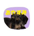 Mydog＆friends（個別スタンプ：11）