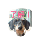 Mydog＆friends（個別スタンプ：13）