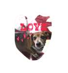 Mydog＆friends（個別スタンプ：15）