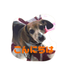 Mydog＆friends（個別スタンプ：16）