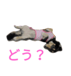 スタンプひめ（個別スタンプ：10）