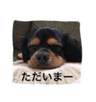 ブラタンキャ まろくん（個別スタンプ：3）