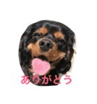 ブラタンキャ まろくん（個別スタンプ：7）