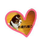 paz（個別スタンプ：4）
