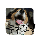 paz（個別スタンプ：7）