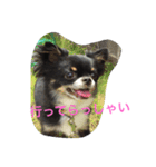 I love maca（個別スタンプ：3）