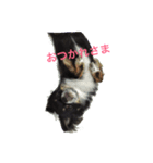 I love maca（個別スタンプ：6）