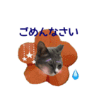 猫にゃ・にゃ・にゃ！part6（個別スタンプ：11）